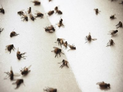 Flies Control Pakenham