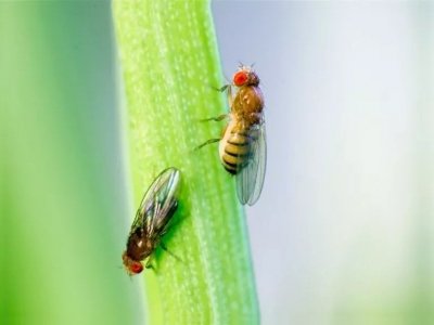 WHAT YOU NEED TO KNOW ABOUT FLORIDA FRUIT FLIES