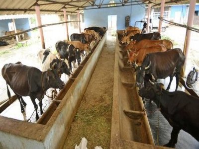 High Milk Cattle Feed