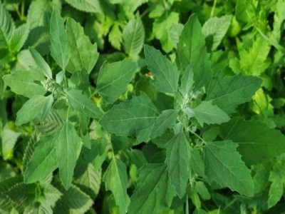 Bathua leaves Bathua 300  500g