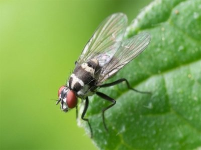  Factors Of Pest Control Cost In Brisbane