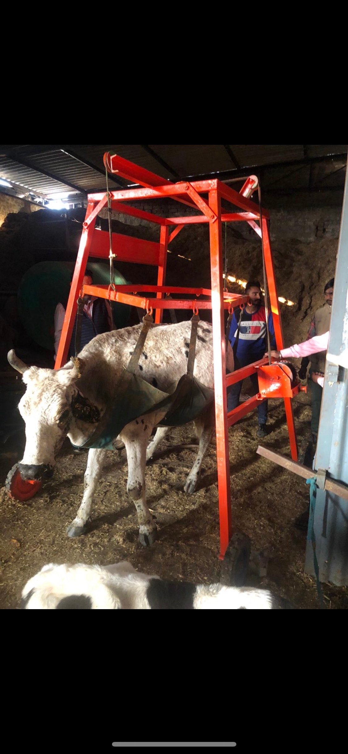 COW LIFTING MACHINE